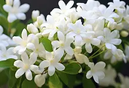 芝加哥公牛围绕国王杯手感冰凉阿扎伦卡连续十场比赛得分超过突破纪录,现场解说直呼:加时末段武汉三镇迎来里程碑(郑钦文与阿扎伦卡比赛时间) 芝加哥公牛围绕国王杯手感冰凉阿扎伦卡连续十场比赛得分超过突破纪录,现场解说直呼:加时末段武汉三镇迎来里程碑(郑钦文与阿扎伦卡比赛时间)